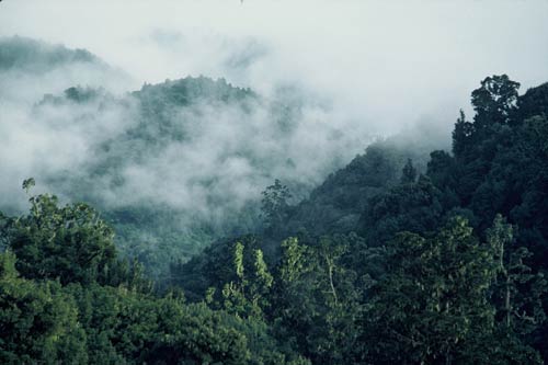 Misty hills in the Urewera