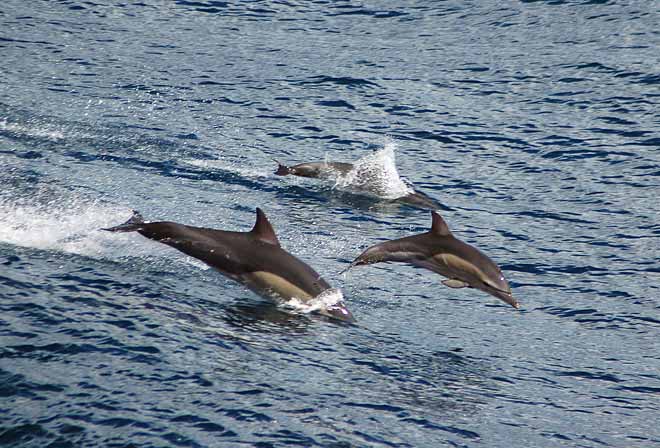 Short-beaked common dolphins