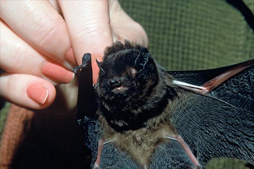 Long-tailed bat 