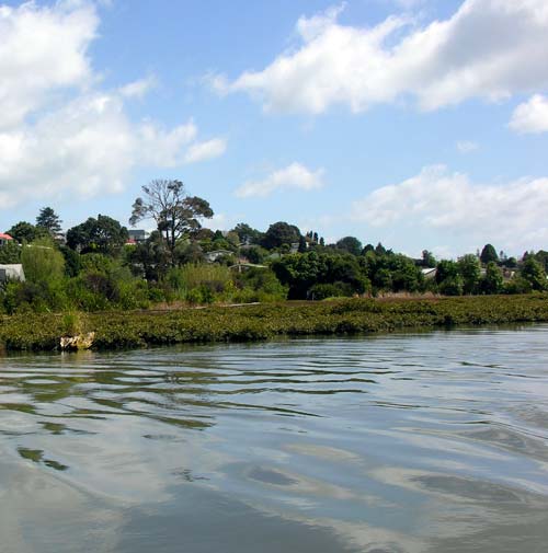 Mangroves, Tauranga Harbour