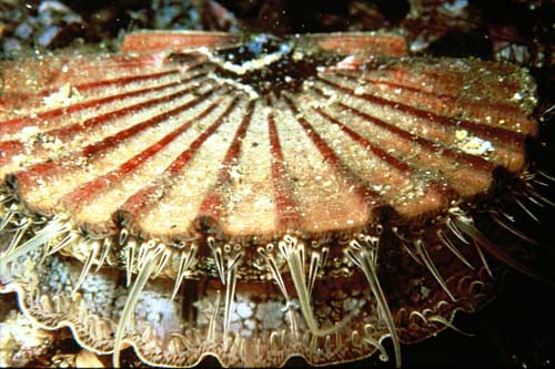 Scallop