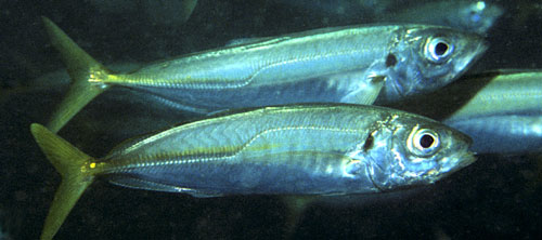 Mackerel markings 