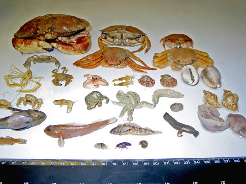 Organisms found in sea chests 