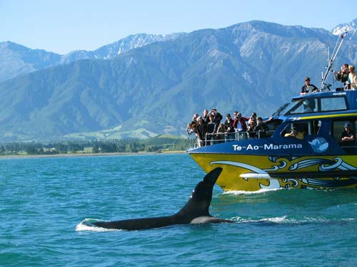 Whale Watch Kaikōura