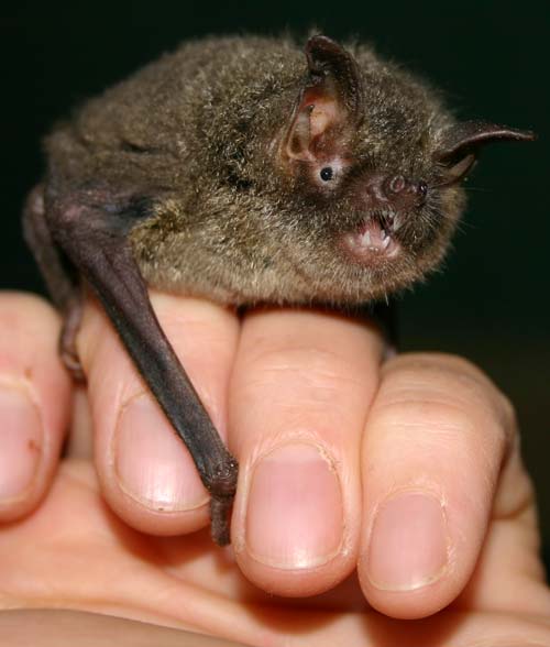 Kapiti Island bat