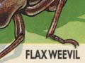 Flax weevil