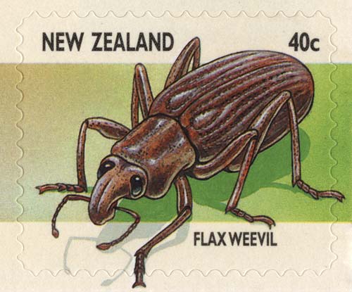 Flax weevil