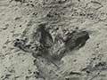 Fossilised footprints