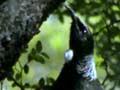 Tūī collecting honeydew