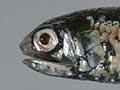 Slender lanternfish
