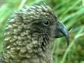 Kea digging out a shearwater chick