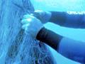 Sunfish in a drift net 