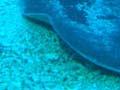 Long-tail stingray