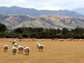 Wairarapa sheep flock