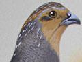 Upland game birds: grey partridge 