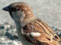 Male house sparrow