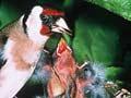 Goldfinch feeding chicks