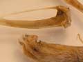 Modern Pacific rat bones