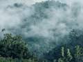 Misty hills in the Urewera