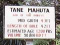 Trunk of Tāne Mahuta 