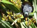 Tūī feeding