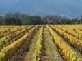 Marlborough vineyards