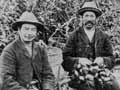 Market gardeners, 1888