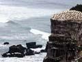 Muriwai gannets