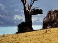 Windswept trees, Banks Peninsula