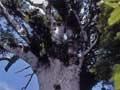 Tāne Mahuta, Waipoua kauri forest