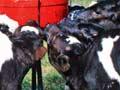 Feeding bobby calves