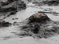 Fossilised forest, Curio Bay