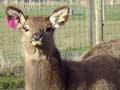 Wapiti–red deer crosses