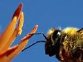 Collecting pollen