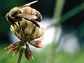 Honeybee on clover