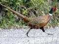 Pheasant 