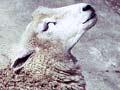 Polioencephalomalacia in sheep