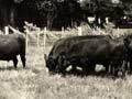 Beef production research, Ruakura, 1956