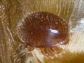 Varroa bee mite