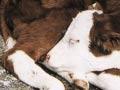 Calves with diarrhoea