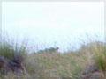 Tussock grasslands