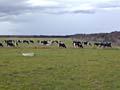 Dairying on peat soils