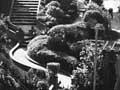 Truby King garden, 1943