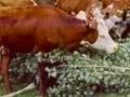 Cattle feeding on tree foliage