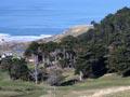 Macrocarpa shelter