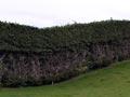 Trimmed macrocarpa hedge 