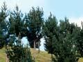 Pine agroforestry