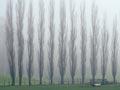 Poplars in the mist