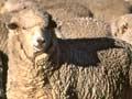 Halfbred sheep