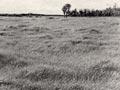 Fertile grassland